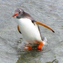 Gentoo Penguin walking into the water